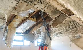 Best Attic Mold Removal  in Elwood, IL